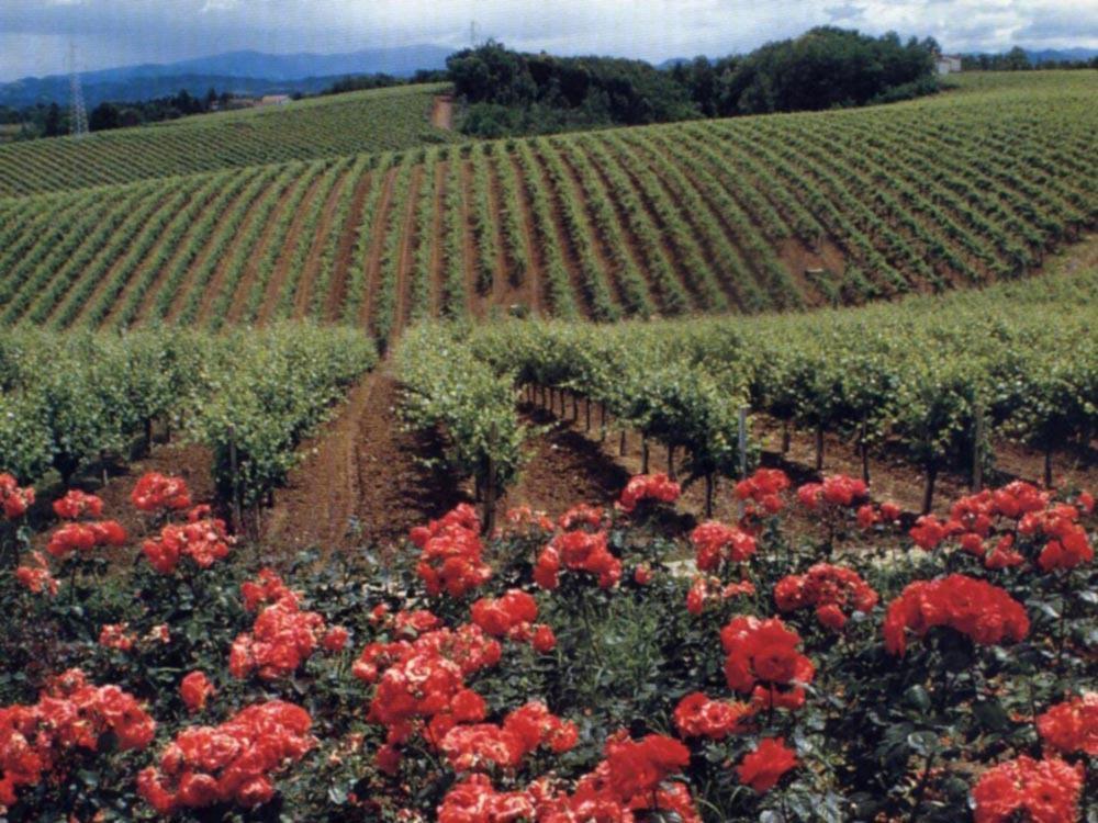 Agriturismo Tenuta La Marchesa Novi Ligure Luaran gambar